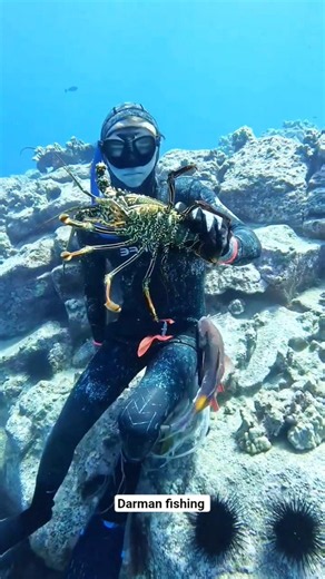 Lobster are Easy to Catch in Hawaii #spearfishing #lobster