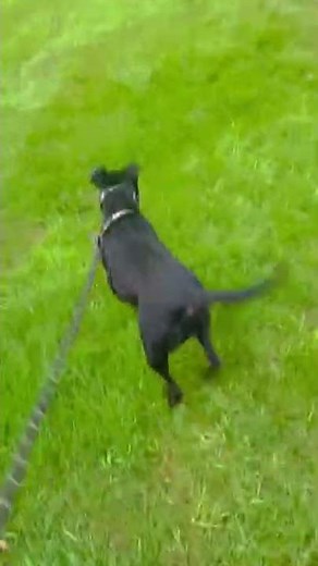 Black Lab Pitbull Mix takes me on a Long Walk