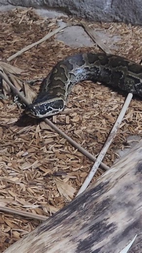 Big African Python Chilling at the Denver Zoo