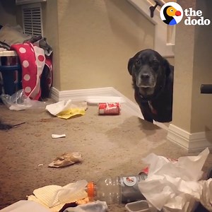 23M views · 35K shares | These dogs are guilty AF — but we love them anyway. | The Dodo | Facebook