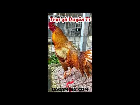 Để lúa - TRẠI GÀ DUYÊN TI