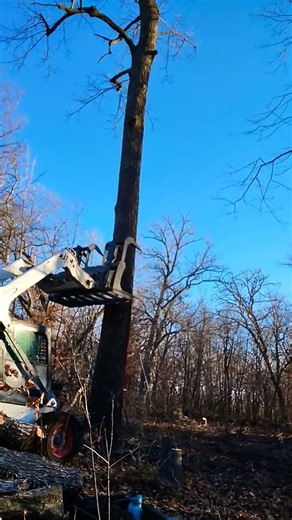 Timber! #lumberjack #cuttingtrees #chainsaw #lumber #trees #skidloader #timber #firewood #logging