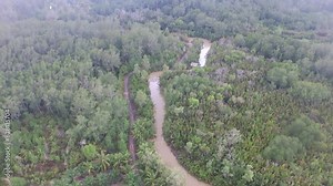 Mangrove Forest And Nypah Forest Habitat With Long Tributary Streams, From Above The Drone