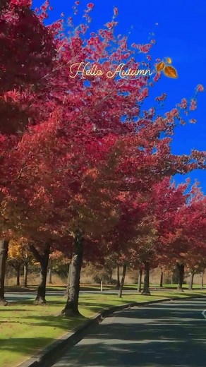 261 reactions · 38 shares | My favorite season #autumn #beautiful #trees #changecolors #reelsvideo #reels #fbreelsvideo #goodvibes #Washington #beautifuldestinations | Noime Dichoso | Facebook