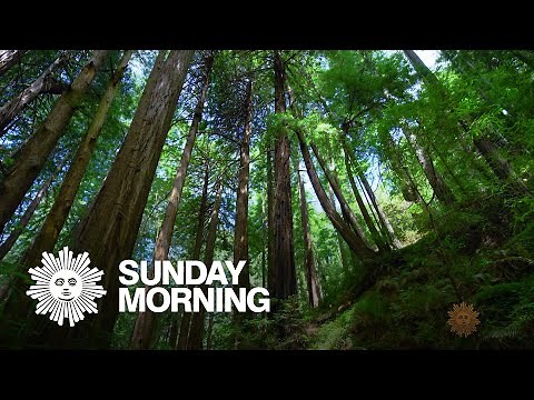 Nature: Muir Woods National Monument