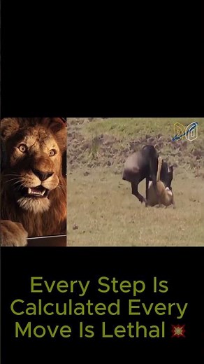 Deadly Hunters The World's Most Brutal Predatorsf hh