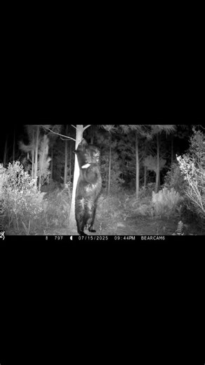 Black Bear Scratching Its Back On a Tree #trailcamera