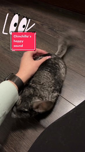Chinchilla Sounds: Speedy and Taz Playtime