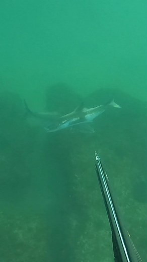 #cobia #spearfishing #yucatan #progreso 🇲🇽 #teambonassi #bonassispearfishing #bigfish | Isrrael Peralta