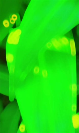 flower very beautiful #you #youtubeshort ‪@AHSANULLAH-e8‬