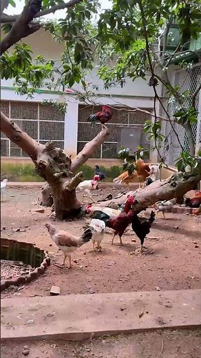 5 Star Resort Jaisa Poultry Farm 😍🐔 #indianfarmer #shorts