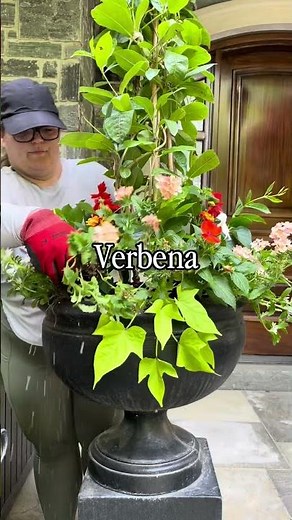 Full sun spiller plants + Scaevola for your planters ☀️