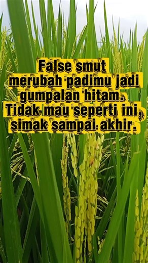 Serangan jamur Ustilaginoidea virens Jamur Ustilaginoidea virens adalah penyebab penyakit false smut (gosong palsu) pada padi. Infeksi terjadi saat fase berbunga, ditandai dengan munculnya bulatan hijau kekuningan hingga kehitaman pada bulir padi yang menggantikan gabah normal. Serangan berat dapat menurunkan hasil panen dan mutu gabah karena banyak malai menjadi hampa atau rusak. Cara pencegahan: 1. Gunakan benih sehat dan varietas yang lebih toleran. 2. Atur jarak tanam agar sirkulasi udara ba