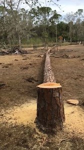 8.6K views · 12 reactions | Wild Horse Rescue Center on Reels | Facebook