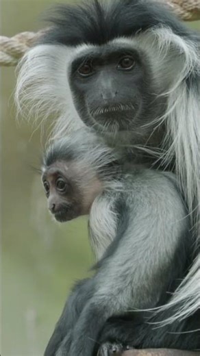 An OLD WORLD MONKEY: The Mantled Guereza’s Splendid Beauty