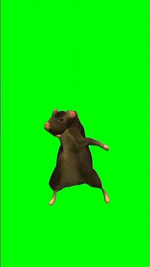 Dancing mouse #fyp #mouse #dance