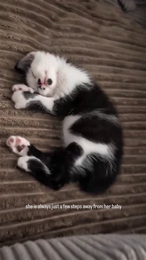 Mess with Crumb and Tabby will show you what she learned in her 3 months as an outdoor kitten 😹🥷🏻 #BabyCats #BottleBabyKitten #KittensOfInstagram #OrphanKitten #TuxedoKitten | FosterBabyCats