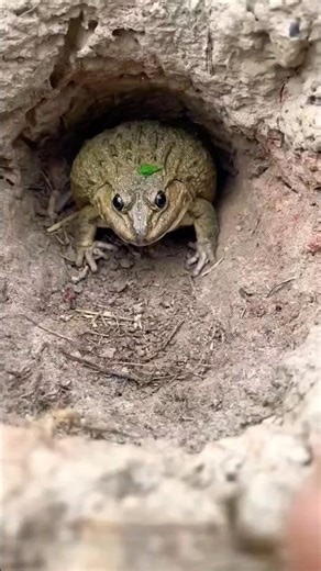 Funny frog cache🤣 #frog