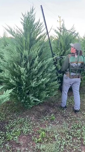 September Shaping!#realtreesmakerealmemories #secondgeneration