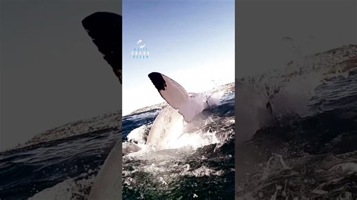 Great white shark jumping out of the water