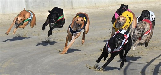 Government to ban greyhound racing