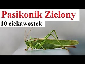 Green Grasshopper - 10 interesting facts