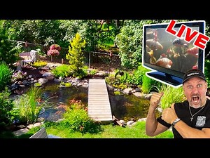 Koi Pond with an Underwater Koi Camera!