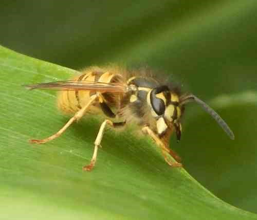 Do Bees Eat Meat? A Few Do!  See Video Of Vulture Bees Eating Chicken!