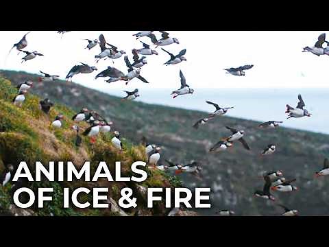 Iceland’s Wildlife: Surviving a Land of Extremes | 4K Documentary