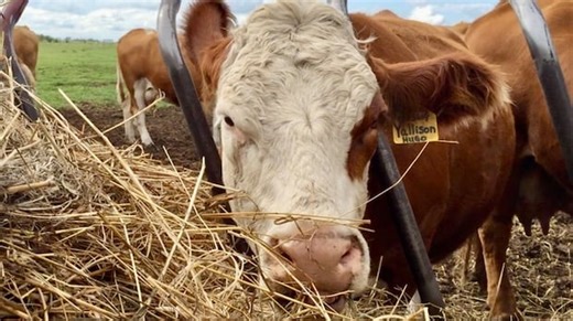 Why beef prices keep going up