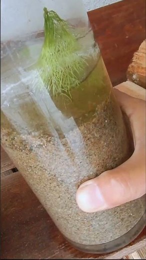 冬、水草のガラス水槽が…