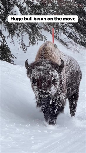29K views · 1.3K reactions | A huge bull bison on the move in a snow...