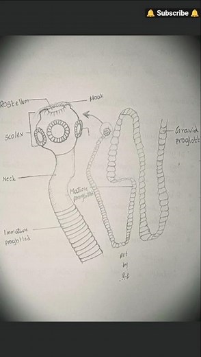 tapeworm drawing ll How to draw tapeworm step by step