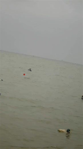 Check out my choke pattern blasting this diver ! #duckhunting #hunting #duck @bossshotshells