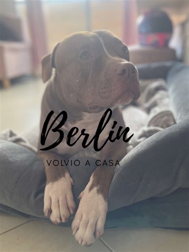 Berlín volvió a casa 🤍 No fue un regreso fácil, fue un regreso trabajado. Hoy está en calma, en su lugar seguro, y nos recuerda que con guía, límites y amor, las segundas oportunidades sí existen. Gracias a todos los que fueron parte de este proceso 🐾🦮🤎 • #lovedog #rehabilitacioncanina #traning #pitbullsoftiktok #pitbulllove
