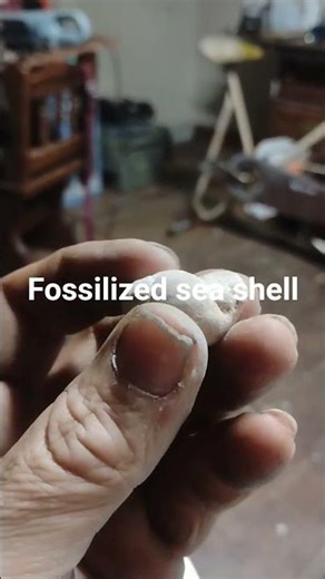 fossilized sea shell from the pre-cambrian aera