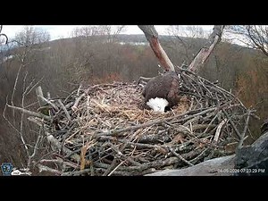 Hanover Eagles Live Cam HDOnTap — HDOnTap com Free Webcams From Around The World! in Mozilla Fir