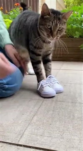 Unbelievable Cat Tricks You Must See #cats #funny #pets