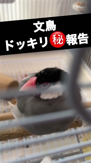 寝てる文鳥にドッキリした結果…キレた