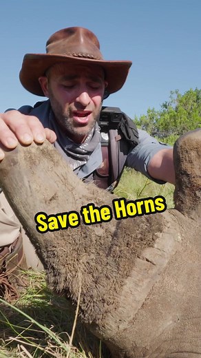 Protecting Rhinos: Conservation Efforts and Dehorning Procedure