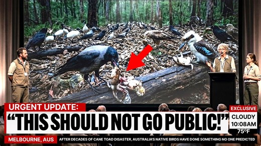 After Decades of Cane Toad Disaster, Australia's Native Birds Have Done Something No One Predicted