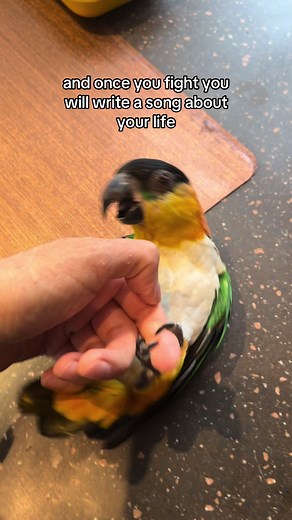 😆 #caique #caiquesoftiktok #caiqueparrot #caiquesofinstagram #caiquelovers #ziggy #ziggythecaique #bird #birdie #birdsoftiktok #birdtok #birdslove #birdlover #birdtiktok #parrot #parrotsoftiktok #petsoftiktok #parrots #parrotstiktok #parrotlove #exoticpets #exoticanimals #fyp #foryou #foryoupage #foryourpage #fypシ #fypage #fypシ゚viral #silly #sillygoose #funny #funnyvideos #blackhead #blackheadedcaique #каик #каикчерноголовый #каики #каикипопугаи #birdmom #birdmomlife #animal #animalsoftiktok #a
