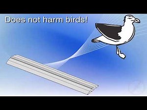 Getting Started with Bird Jolt Flat Track