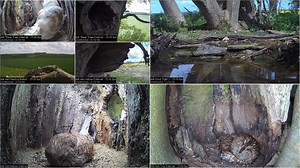 Robert E Fuller on Reels