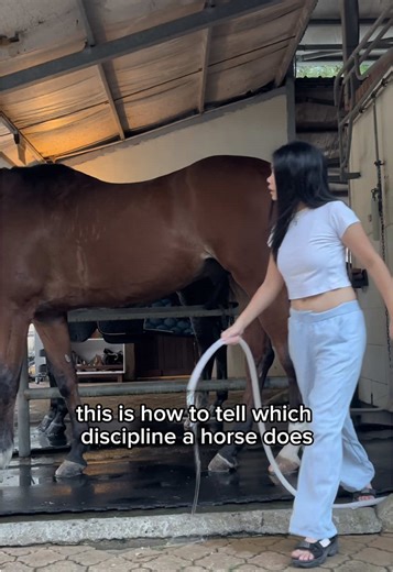 Understanding Different Horse Disciplines