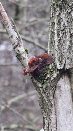Fungi Finds: Jelly Ears 😁