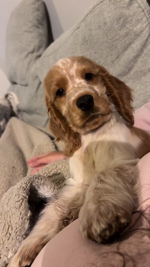 Adorable English Cocker Spaniel Puppy Moments
