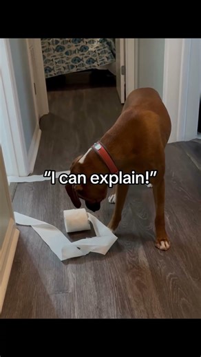 Stu vs toilet paper… and the toilet paper lost! #dogs #funny #boxer