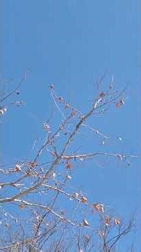 Piano Concerto No. 5 in Eb Major, Op. 73 "Emperor":I. AllegroㆍKrystian ZimermanㆍLondon SymㆍBeethoven