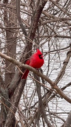 A beautiful cardinal #birds #nature #wildlife